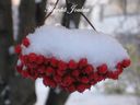 172_marjat2_900x675.jpg